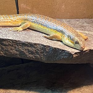 Schneider’s skink 170224