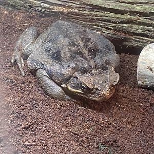 Cane toad 170224