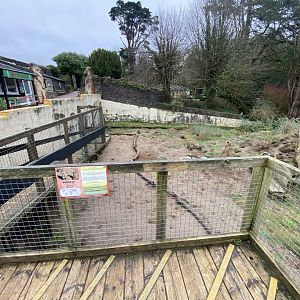 Meerkat enclosure 170224