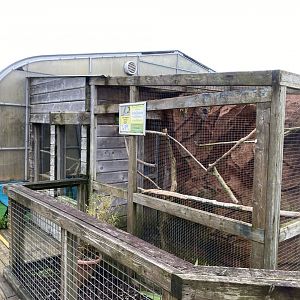 Turquoise-fronted amazon aviary 170224