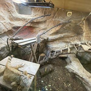 Tropical House - Common green iguana 170224