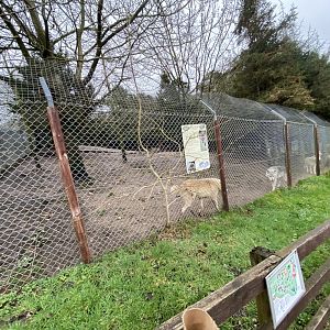 Eurasian wolf enclosure 170224
