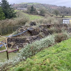 Hamadryas baboon enclosure 170224