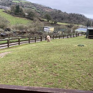 Alpaca enclosure 170224