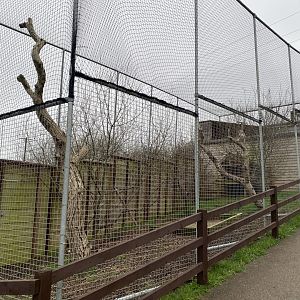 Rock eagle-owl aviary 170224