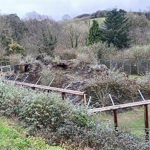 Hamadryas baboon enclosure 170224