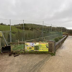 Abyssinian ground hornbill enclosure 170224