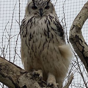 Rock eagle-owl 170224
