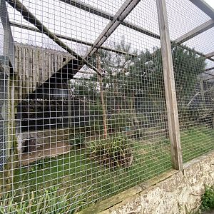 Great grey owl aviary 170224
