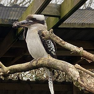 Laughing kookaburra 170224