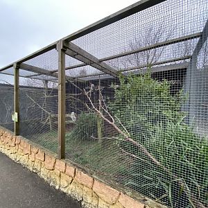 Laughing kookaburra aviary 170224