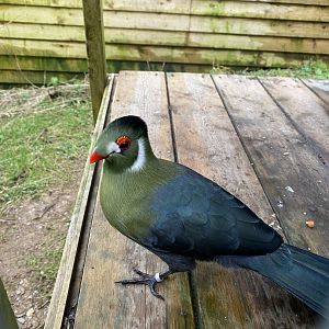 White-cheeked turaco (leucotis subspecies) 170224
