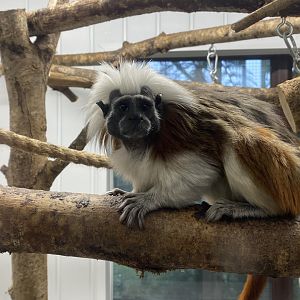Cotton-top tamarin 170224