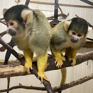 Bolivian squirrel monkeys 170224
