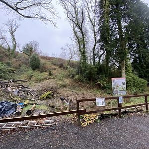 Area for new Amur leopard enclosure 170224