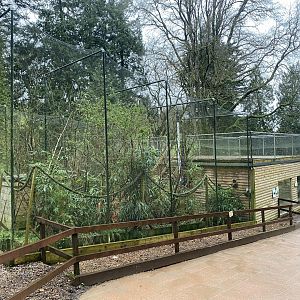 Goeldi’s monkey enclosure 170224