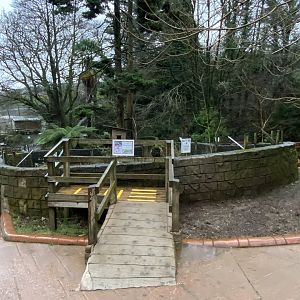 South American coati enclosure 170224