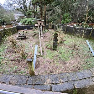 South American coati enclosure 170224