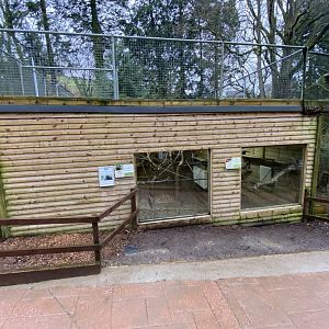 Goeldi’s monkey enclosure 170224