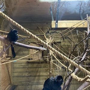 Goeldi’s monkey enclosure 170224
