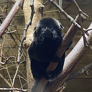 Goeldi’s monkey 170224