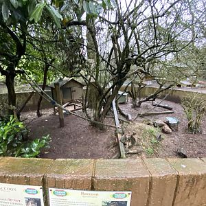 Northern raccoon enclosure 170224