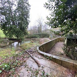 Capybara enclosure 170224