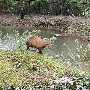 Capybara 170224