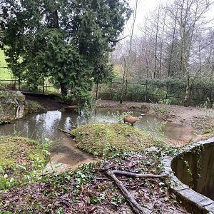 Capybara enclosure 170224