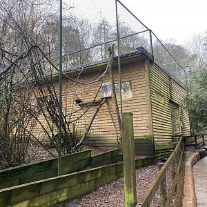 Red ruffed lemur enclosure 170224