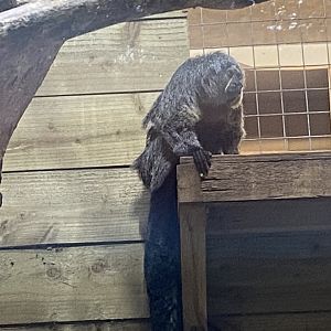White-faced saki female 170224