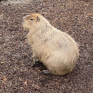 Capybara 170224