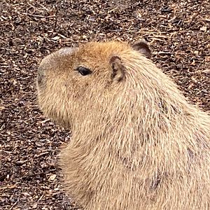 Capybara 170224