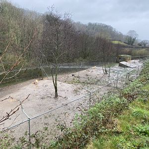 Hudson Bay wolf enclosure 170224