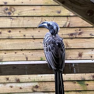 African grey hornbill 170224