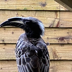 African grey hornbill 170224