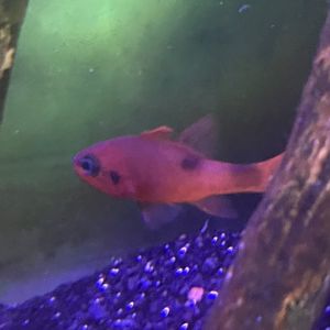 Cardinalfish ID
