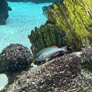 Parrotfish ID