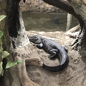 Chinese Alligator