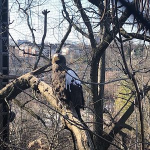Stellar’s Sea Eagle