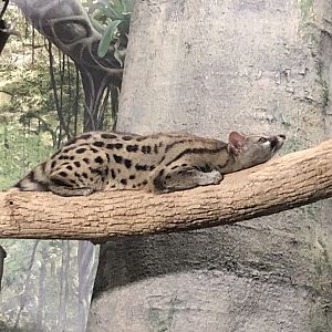 Large Spotted Genet