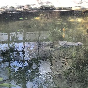 American Crocodile