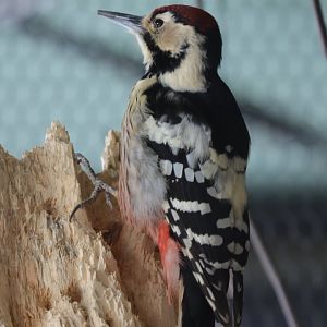 Hokkaido white-backed woodpecker( Dendrocopos leucotos subcirris )