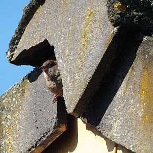 Wild House sparrow (Passer domesticus), leaving nest under the roof of the ticket office shack, 2023-04-30