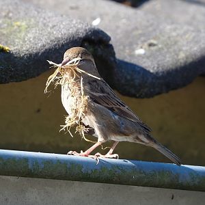 Wild House sparrow (Passer domesticus), female with nesting material, 2023-04-30