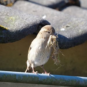 Wild House sparrow (Passer domesticus), female with nesting material, 2023-04-30