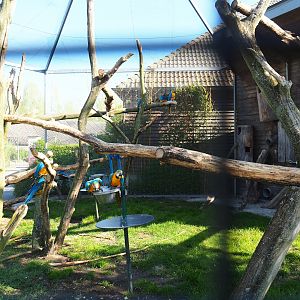 Blue-and-gold macaw aviary, 2023-04-30
