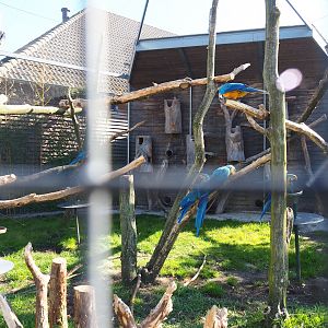 Blue-and-gold macaw aviary, 2023-04-30
