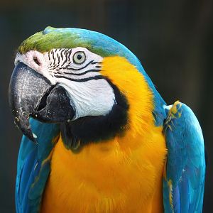 Blue-and-gold macaw (Ara ararauna), 2023-04-30