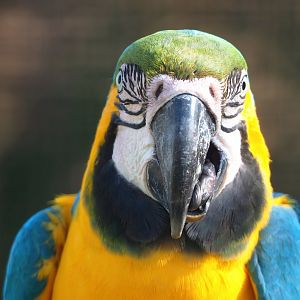 Blue-and-gold macaw (Ara ararauna), 2023-04-30